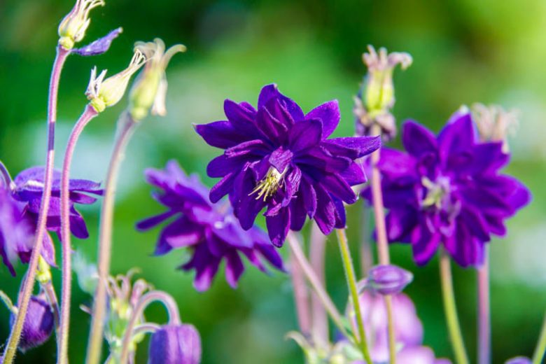 Aquilegia Vulgaris 'Blue Barlow', Columbine 'Blue Barlow', Granny's Bonnet 'Blue Barlow', Clematis-Flowered Columbine 'Blue Barlow', Clematis-Flowered Granny's Bonnet 'Blue Barlow', Purple Columbine