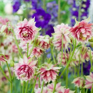 Aquilegia Vulgaris var. Stellata 'Nora Barlow', Columbine 'Nora Barlow', Granny's Bonnet 'Nora Barlow', Clematis-Flowered Columbine 'Nora Barlow', Clematis-Flowered Granny's Bonnet 'Nora Barlow'', Pink Columbine
