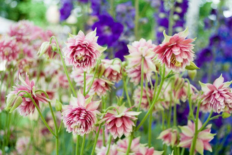 Aquilegia Vulgaris var. Stellata 'Nora Barlow', Columbine 'Nora Barlow', Granny's Bonnet 'Nora Barlow', Clematis-Flowered Columbine 'Nora Barlow', Clematis-Flowered Granny's Bonnet 'Nora Barlow'', Pink Columbine