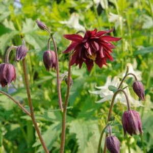 Aquilegia Vulgaris var. Stellata 'Ruby Port', Columbine 'Ruby Port', Aquilegia Vulgaris 'Ruby Port', Granny's Bonnet 'Ruby Port', Red Columbines, Red Aquilegia