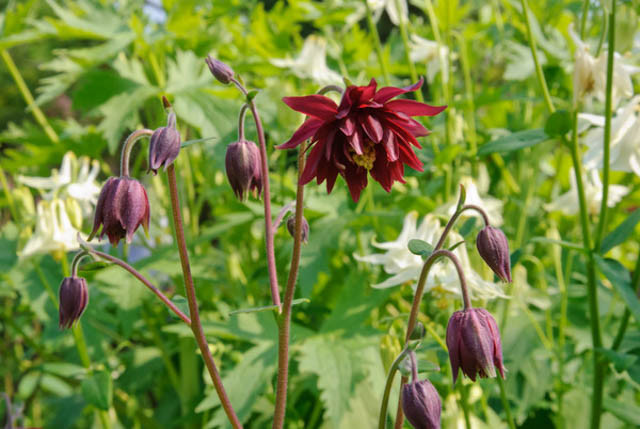 Aquilegia Vulgaris var. Stellata 'Ruby Port', Columbine 'Ruby Port', Aquilegia Vulgaris 'Ruby Port', Granny's Bonnet 'Ruby Port', Red Columbines, Red Aquilegia