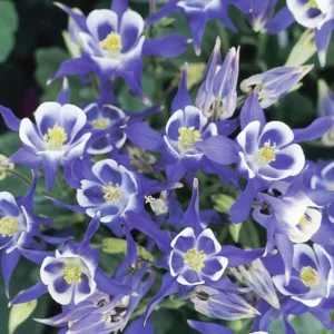 Aquilegia Vulgaris 'Winky Blue-White, Columbine 'Winky Blue-White', Granny's Bonnet 'Winky Blue-White', Monk's Head Lily 'Winky Blue-White', Blue Columbine, Blue Aquilegia, Bicolor Columbine,