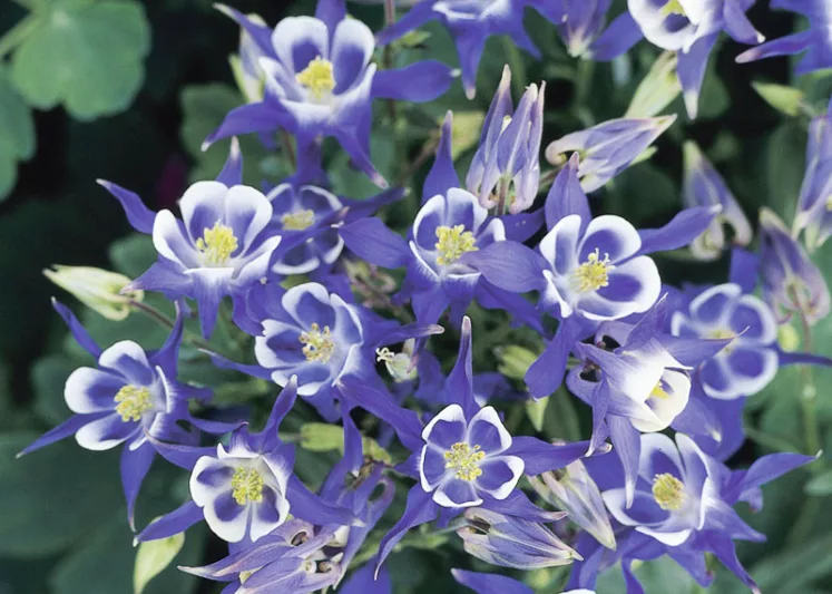 Aquilegia Vulgaris 'Winky Blue-White, Columbine 'Winky Blue-White', Granny's Bonnet 'Winky Blue-White', Monk's Head Lily 'Winky Blue-White', Blue Columbine, Blue Aquilegia, Bicolor Columbine,