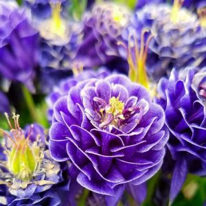 Aquilegia Vulgaris 'Double Dark-Blue-White, Columbine 'Winky Double Dark-Blue-White', Granny's Bonnet 'Winky Double Dark-Blue-White', Monk's Head Lily 'Winky Double Dark-Blue-White', Aquilegia vulgaris 'Winky Weah' Blue Columbine, Blue Aquilegia, Bicolor Columbine,