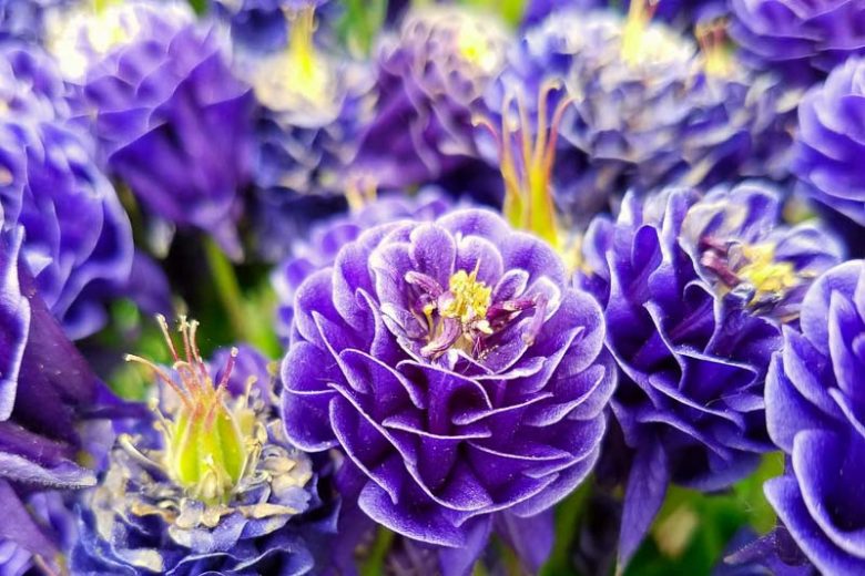 Aquilegia Vulgaris 'Double Dark-Blue-White, Columbine 'Winky Double Dark-Blue-White', Granny's Bonnet 'Winky Double Dark-Blue-White', Monk's Head Lily 'Winky Double Dark-Blue-White', Aquilegia vulgaris 'Winky Weah' Blue Columbine, Blue Aquilegia, Bicolor Columbine,