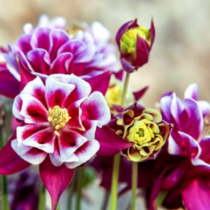 Aquilegia Vulgaris 'Winky Double Red-White', Columbine 'Winky Double Red-White', Granny's Bonnet 'Winky Double Red-White', Monk's Head Lily 'Winky Double Red-White', Red Columbine, Red Aquilegia, Bicolor Columbine, Bicolor Aquilegia