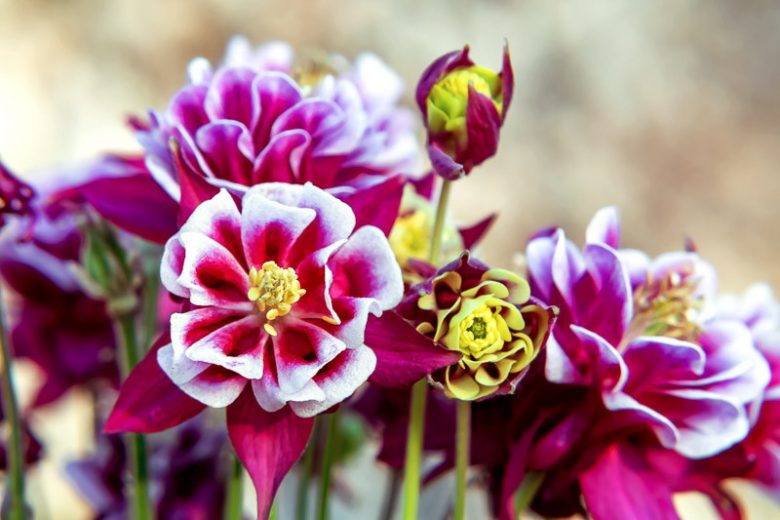 Aquilegia Vulgaris 'Winky Double Red-White', Columbine 'Winky Double Red-White', Granny's Bonnet 'Winky Double Red-White', Monk's Head Lily 'Winky Double Red-White', Red Columbine, Red Aquilegia, Bicolor Columbine, Bicolor Aquilegia