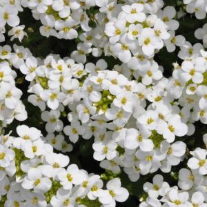 Arabis alpina subsp. caucasica, Mountain Rock Cress, Alpine Rock Cress, Alpine Rockcress, Caucasus Rockcress, Wall Rock Cress, Arabis caucasica