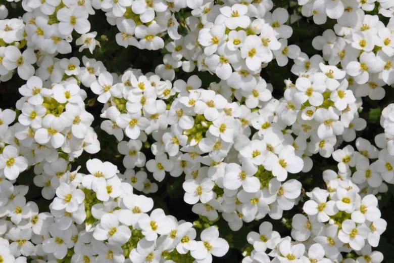 Arabis alpina subsp. caucasica, Mountain Rock Cress, Alpine Rock Cress, Alpine Rockcress, Caucasus Rockcress, Wall Rock Cress, Arabis caucasica