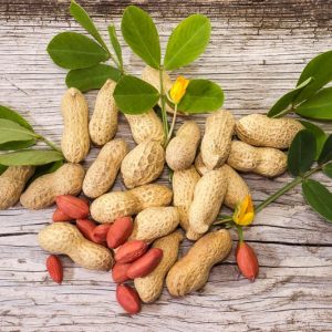 Peanut, Groundnut, Gober, Pindar, Monkey Nut, Manilla Nut, Pinder, Underground Bean, Earth Almond, Earth Nut, Grass Nut, Ground Nut, Arachis hypogaea