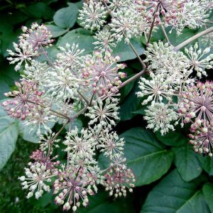 Aralia californica, California Spikenard, Elk's Clover,  Elk Clover, California Native Plants, California Native Perennials