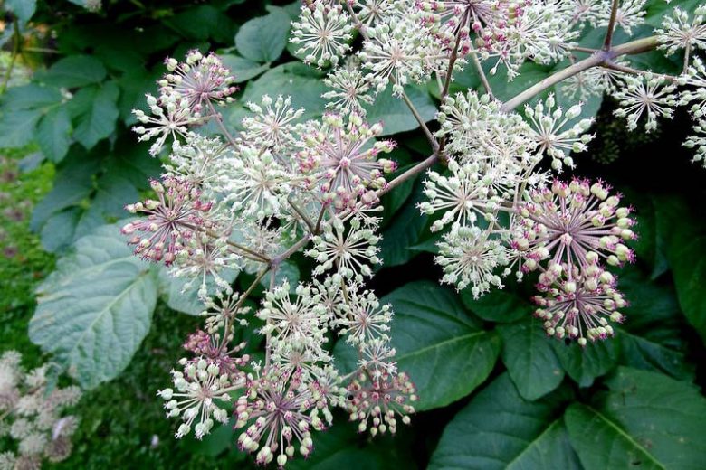 Aralia californica, California Spikenard, Elk's Clover,  Elk Clover, California Native Plants, California Native Perennials