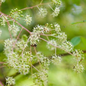 Aralia spinosa, Devil's Walking Stick, Hercules Club, Angelica Tree, Pigeon Tree, Shotbush, Prickly Elder, Prickly Ash