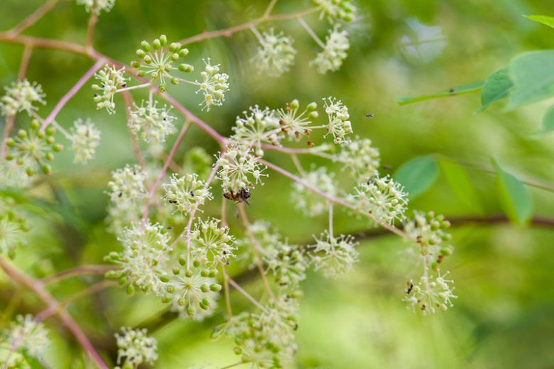 Aralia spinosa, Devil's Walking Stick, Hercules Club, Angelica Tree, Pigeon Tree, Shotbush, Prickly Elder, Prickly Ash