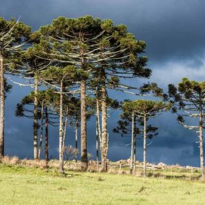 Araucaria angustifolia, Brazilian Pine Tree, Candelabra Tree, Paraná Pine, Brazilian Monkey-Puzzle, Araucaria brasiliensis, Evergreen Conifer, Evergreen Shrub, Evergreen Tree,