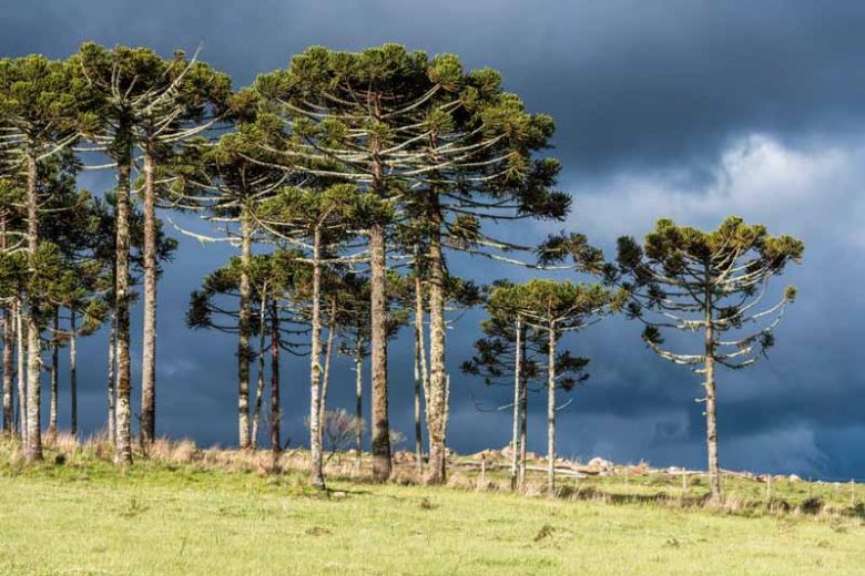 Araucaria angustifolia, Brazilian Pine Tree, Candelabra Tree, Paraná Pine, Brazilian Monkey-Puzzle, Araucaria brasiliensis, Evergreen Conifer, Evergreen Shrub, Evergreen Tree,