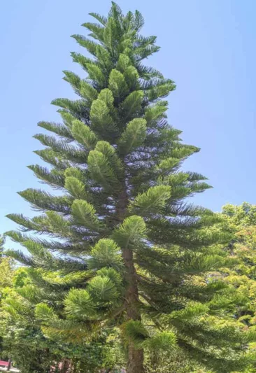 Araucaria columnaris, New Caledonian Pine, Cook's Pine, Coral Reef Araucaria, Evergreen Conifer, Evergreen Shrub, Evergreen Tree,