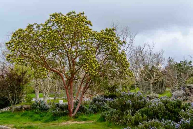Arbutus andrachne, Greek Strawberry Tree, Grecian Strawberry Tree, Evergreen Shrubs, White flowers, Pink flowers, Red Fruits, Yellow Fruits, drought tolerant flowers, Flowering Tree
