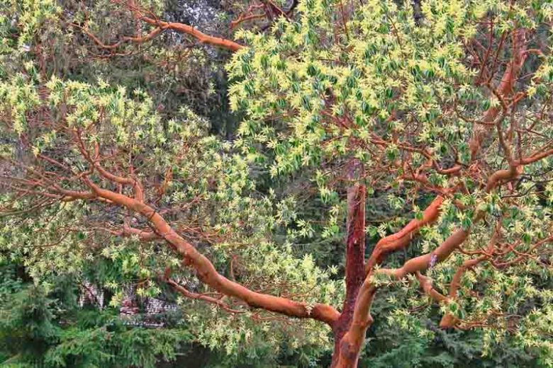 Arbutus menziesii, Madrone, Pacific Madrone, Pacific Madrona, Evergreen Shrubs, White flowers, Pink flowers, Red Fruits, Yellow Fruits, drought tolerant flowers, Flowering Tree