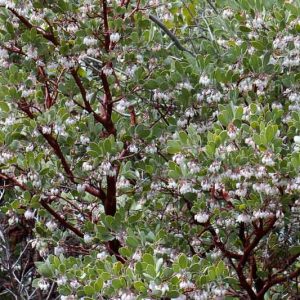 Arctostaphylos glauca, Big Berry Manzanita, Bigberry Manzanita, Blue Manzanita, Evergreen Shrub, Hardy Shrub, Shrub with berries