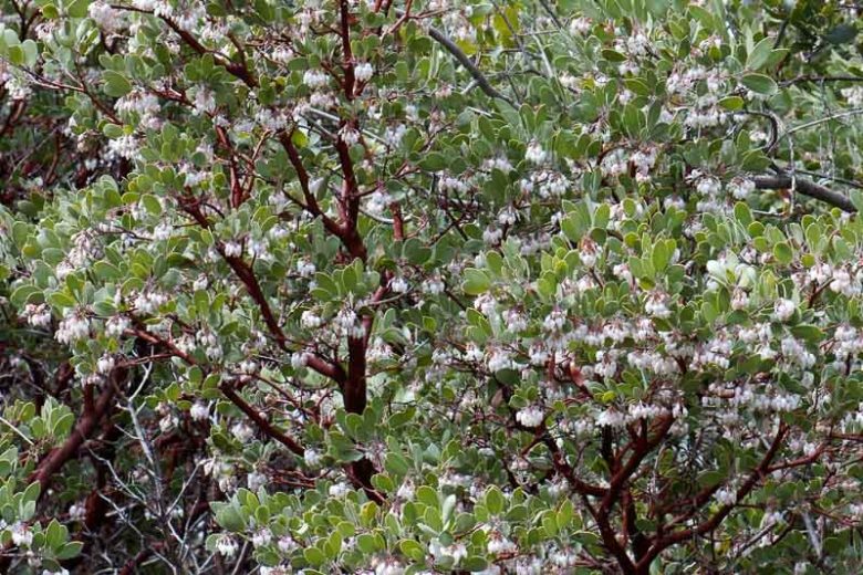 Arctostaphylos glauca, Big Berry Manzanita, Bigberry Manzanita, Blue Manzanita, Evergreen Shrub, Hardy Shrub, Shrub with berries