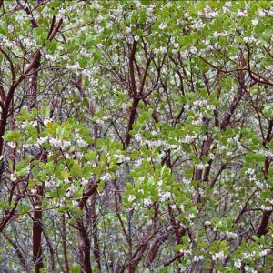 Arctostaphylos manzanita, Common Manzanita, Whiteleaf Manzanita, Big Manzanita, Manzanita, Evergreen Shrub, Hardy Shrub, Shrub with berries