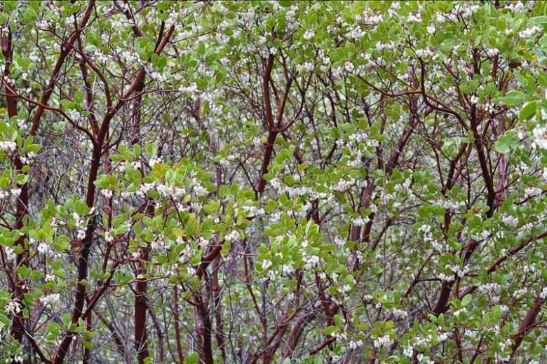 Arctostaphylos manzanita, Common Manzanita, Whiteleaf Manzanita, Big Manzanita, Manzanita, Evergreen Shrub, Hardy Shrub, Shrub with berries