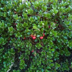 Arctostaphylos uva-ursi 'Massachusetts', Bearberry 'Massachusetts', Common Bearberry 'Massachusetts', Kinninnick 'Massachusetts', Kinnikinnick 'Massachusetts', Pinemat Manzanita 'Massachusetts', Creeping Manzanita 'Massachusetts', Evergreen Shrub, Hardy Shrub, Shrub with berries
