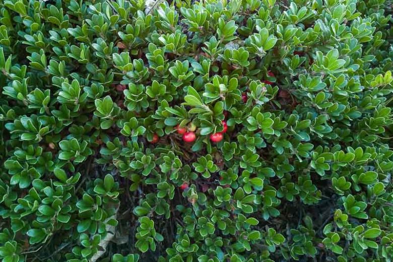 Arctostaphylos uva-ursi 'Massachusetts', Bearberry 'Massachusetts', Common Bearberry 'Massachusetts', Kinninnick 'Massachusetts', Kinnikinnick 'Massachusetts', Pinemat Manzanita 'Massachusetts', Creeping Manzanita 'Massachusetts', Evergreen Shrub, Hardy Shrub, Shrub with berries