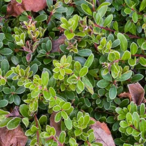 Arctostaphylos uva-ursi 'Vancouver Jade', Bearberry 'Vancouver Jade', Common Bearberry 'Vancouver Jade', Kinninnick 'Vancouver Jade', Kinnikinnick 'Vancouver Jade', Pinemat Manzanita 'Vancouver Jade', Creeping Manzanita 'Vancouver Jade', Evergreen Shrub, Hardy Shrub, Shrub with berries