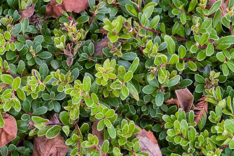 Arctostaphylos uva-ursi 'Vancouver Jade', Bearberry 'Vancouver Jade', Common Bearberry 'Vancouver Jade', Kinninnick 'Vancouver Jade', Kinnikinnick 'Vancouver Jade', Pinemat Manzanita 'Vancouver Jade', Creeping Manzanita 'Vancouver Jade', Evergreen Shrub, Hardy Shrub, Shrub with berries