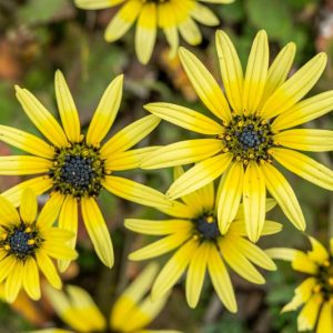 Arctotheca calendula, Cape Weed, Cape Daisy, Cape Dandelion, Cape Marigold, drought tolerant groundcover, ground covers, grouncover, perennial ground cover