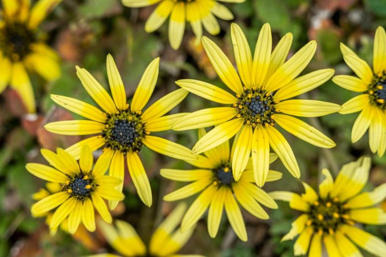 Arctotheca calendula, Cape Weed, Cape Daisy, Cape Dandelion, Cape Marigold, drought tolerant groundcover, ground covers, grouncover, perennial ground cover