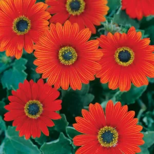 Arctotis, arctotis x hybrida, Arctotis x hybrida Pumpkin Pie, Arctotis 'Pumpkin Pie', Arctotis Hybrid 'Archley', Drought tolerant flowers, Orange flowers, orange African Daisies