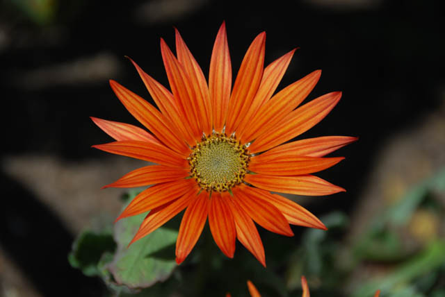 Arctotis, arctotis x hybrida, Arctotis x hybrida Flame, Drought tolerant flowers, Orange flowers, orange African Daisies