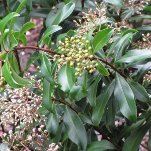 Ardisia escallonioides, Island Marlberry, Marbleberry, Marlberry, Icacorea paniculata,  White flowers, Black Berries