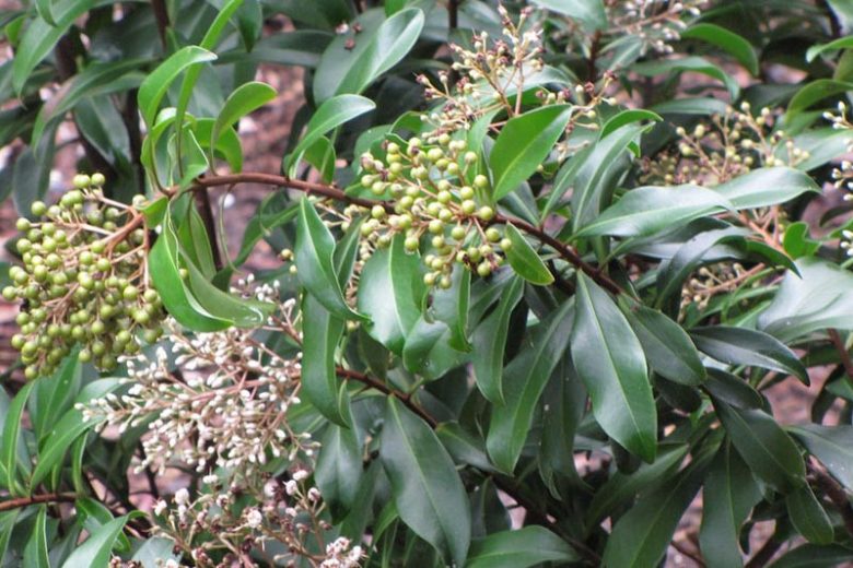 Ardisia escallonioides, Island Marlberry, Marbleberry, Marlberry, Icacorea paniculata,  White flowers, Black Berries