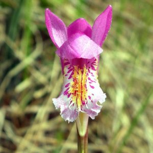 Arethusa bulbosa, Dragon's Mouth, Swamp Pink, Bog Orchid, Bog Rose, Indian Pink