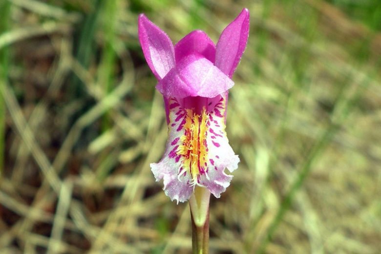 Arethusa bulbosa, Dragon's Mouth, Swamp Pink, Bog Orchid, Bog Rose, Indian Pink