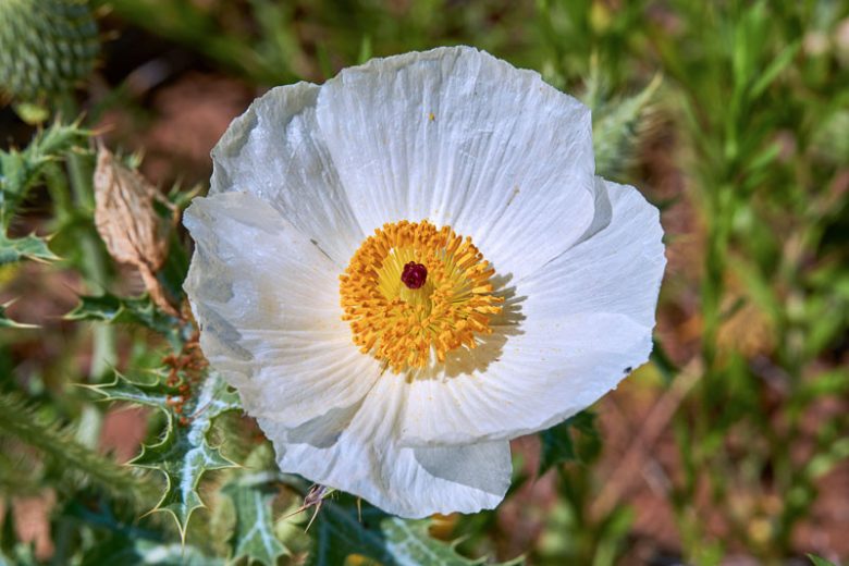 Argemone albiflora,Bluestem Pricklypoppy, White Pricklypoppy, Prickly Poppy, Texas Prickly Poppy, White Prickly Poppy, White Poppy, White Flowers