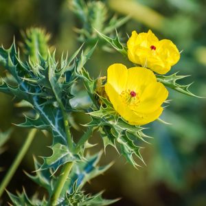 Argemone mexicana, Mexican Prickly Poppy, Mexican Prickly Poppy, Yellow Prickly Poppy, Yellow Poppy, Yellow Flowers