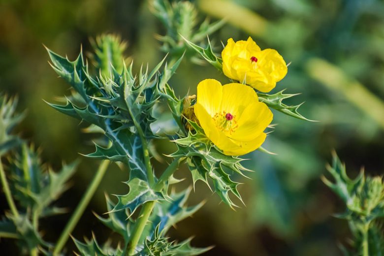 Argemone mexicana, Mexican Prickly Poppy, Mexican Prickly Poppy, Yellow Prickly Poppy, Yellow Poppy, Yellow Flowers