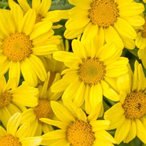 Marguerite Golden Butterfly®, Paris Daisy Golden Butterfly®, Cobbitty Daisy Golden Butterfly®, Argyranthemum frutescens 'G15101', Yellow Flowers