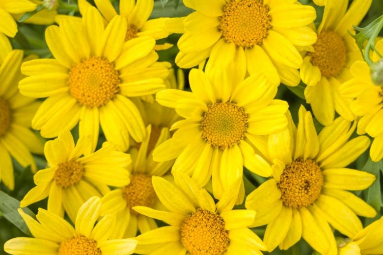 Marguerite Golden Butterfly®, Paris Daisy Golden Butterfly®, Cobbitty Daisy Golden Butterfly®, Argyranthemum frutescens 'G15101', Yellow Flowers