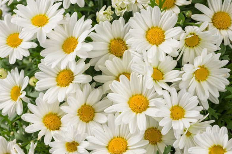 Marguerite Pure White Butterfly®, Paris Daisy Pure White Butterfly®, Cobbitty Daisy Pure White Butterfly®, Argyranthemum frutescens 'G14420', White Flowers