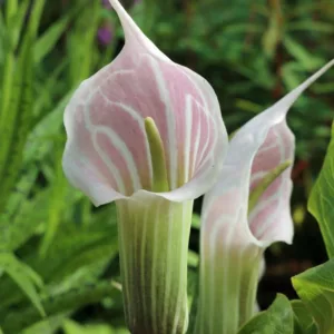 Arisaema Candidissimum, White-Spathed Jack In The Pulpit, Chinese Jack In The Pulpit, Chinese Cobra Lily, Pink Cobra Lily, Spring Flower bulb, Summer Flower bulb, Pink Flowers, White Flowers