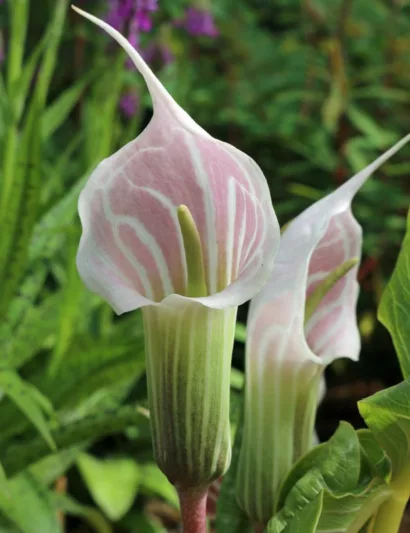 Arisaema Candidissimum, White-Spathed Jack In The Pulpit, Chinese Jack In The Pulpit, Chinese Cobra Lily, Pink Cobra Lily, Spring Flower bulb, Summer Flower bulb, Pink Flowers, White Flowers