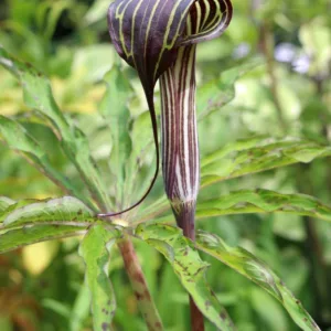 Arisaema consanguineum, Himalayan Cobra Lily, Shade perennial, Shade flowers