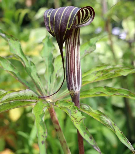 Arisaema consanguineum, Himalayan Cobra Lily, Shade perennial, Shade flowers