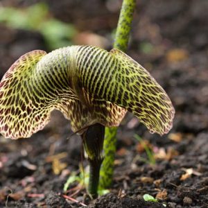 Arisaema griffithii, Griffith's Cobra Lily, Shade perennial, Shade flowers